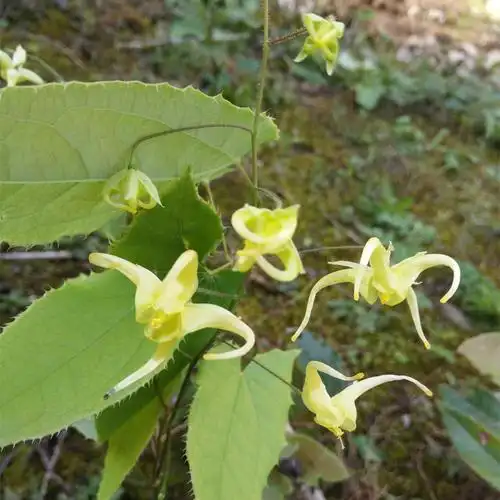 三枝九叶草是一种什么样的植物