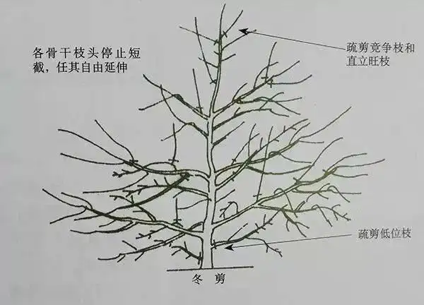 各种果树修剪及形态