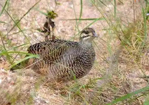 【精选刊文】巧辨小鹧鸪公母三法