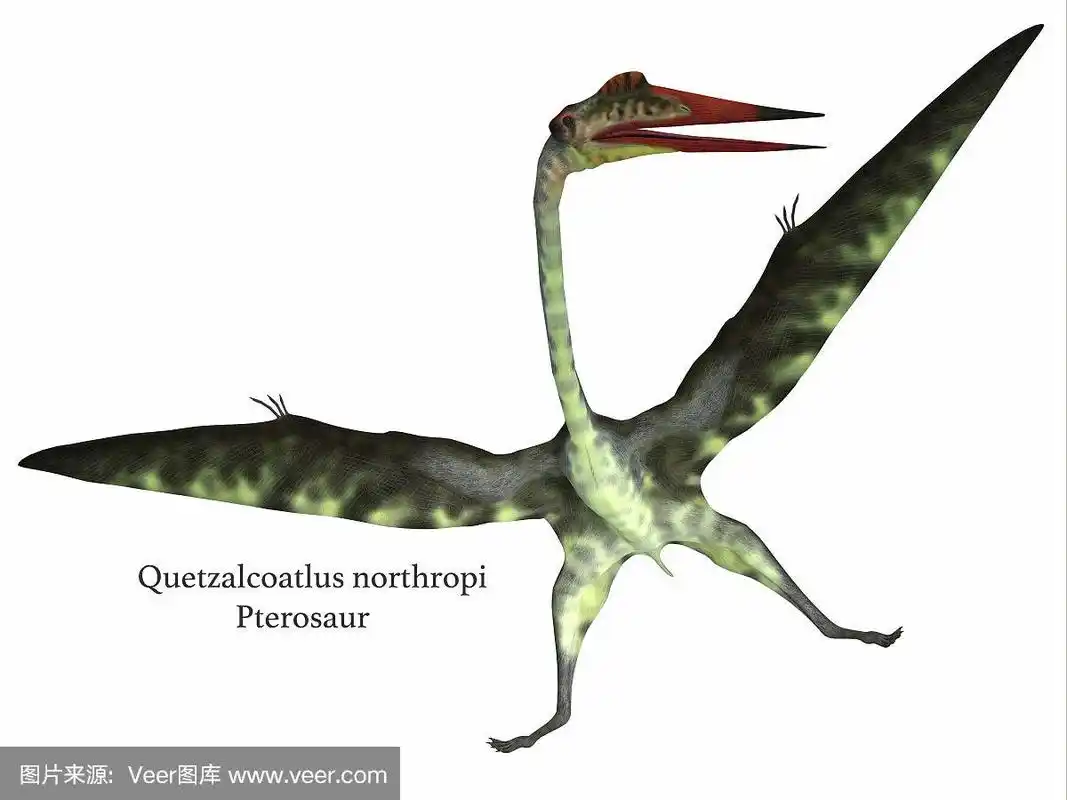 风神翼龙爬行动物
