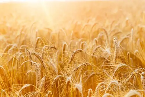 金黄的麦穗耳朵或黑麦特写.黑麦新鲜作物.领域