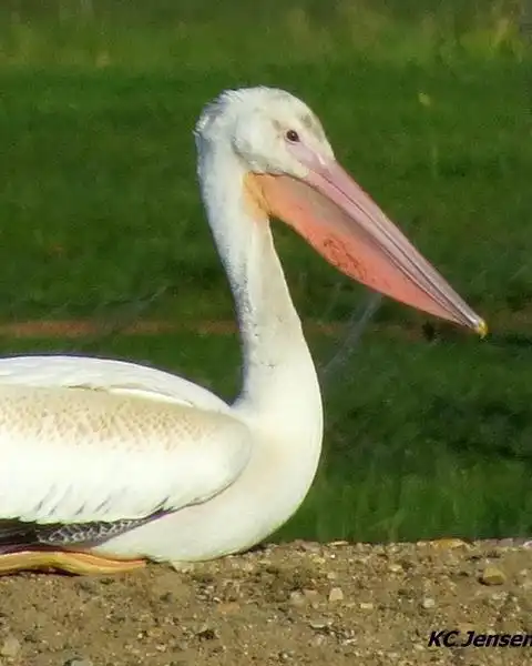 american white pelican photos