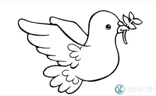 鸽子图片各种鸽子图片大全欣赏