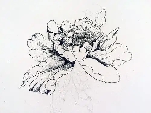 线描牡丹花 - 简书
