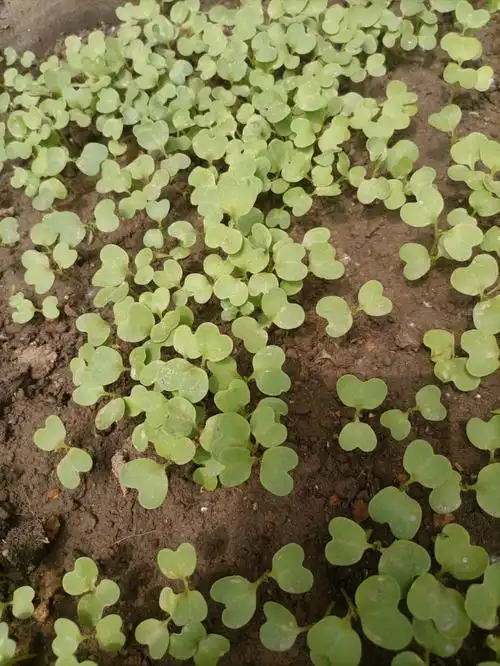 奶油小白菜播种第八天