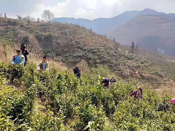 一防两不停确保开门红晴隆县碧痕镇春茶开采群众收获开春第一桶金图文