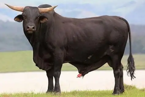 丑牛人 你要大喜临头,11月21号躲不过的喜,最好看看什么喜