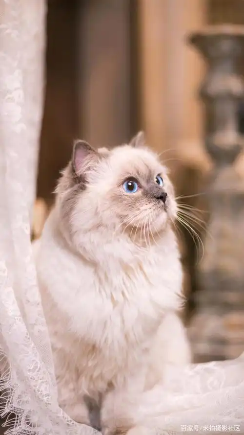 这些猫咪的颜值很高,简直是"仙女本喵"!
