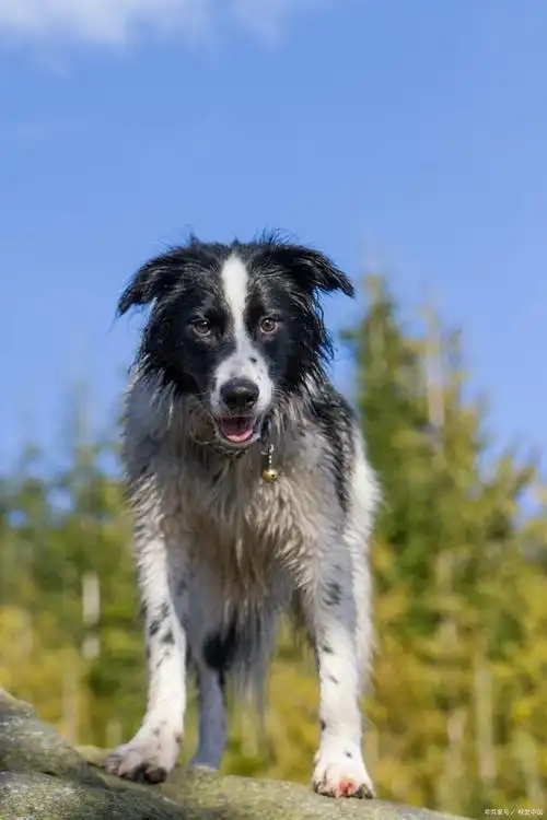 简直是所有人的梦中情狗