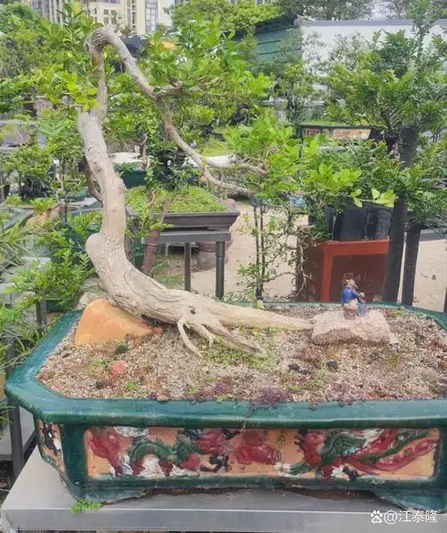 岭南派修剪方法,在我国盆景门派中独树一帜.