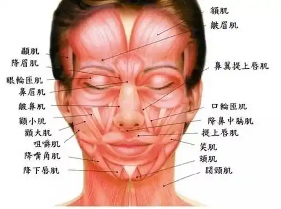 比如额肌,提上唇肌,提口角肌,颧小颧大肌等,还有一些肌肉是往下拉的