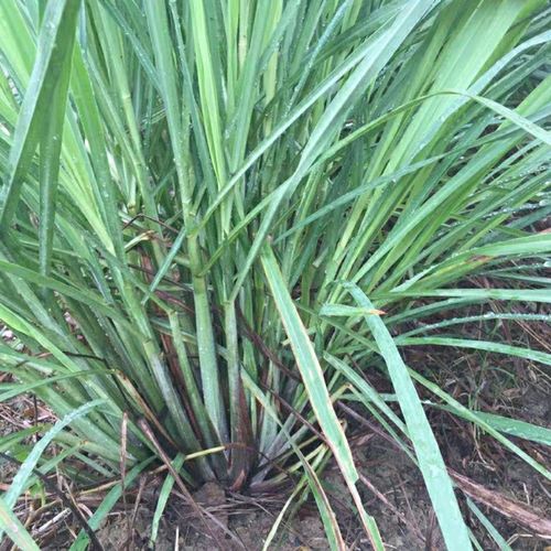 柠檬香茅草盆栽红骨香茅草苗花卉盆栽小苗易成活烤鱼冬阴功泡茶