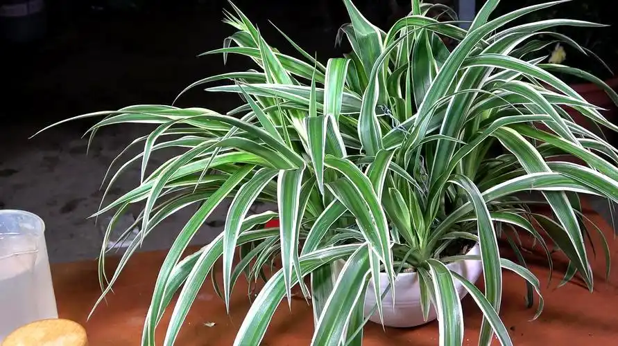 如何养殖盆栽吊兰5个视频