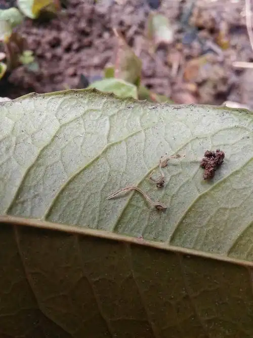 刚刚春天出生的蚯蚓