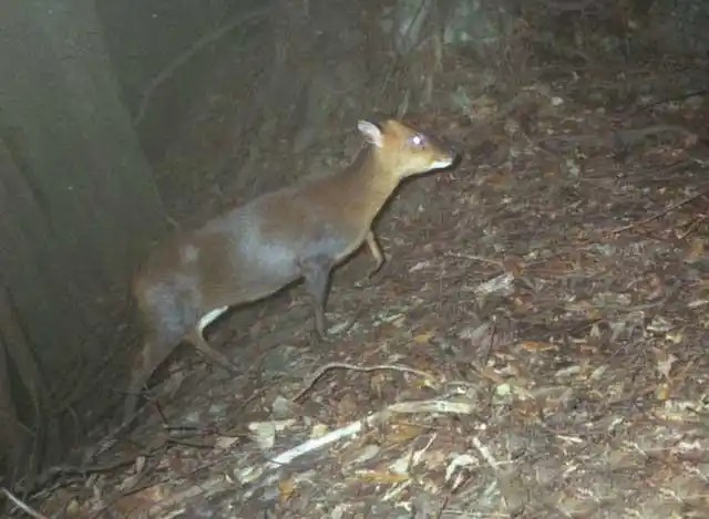 野生麂子肉多少钱一斤(我国神兽入侵日本) - 价格百科