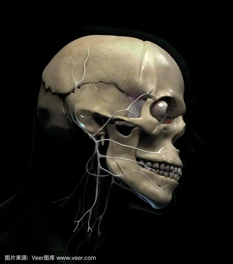 侧面的人类男性头骨解剖与透明皮肤黑色背景3d渲染