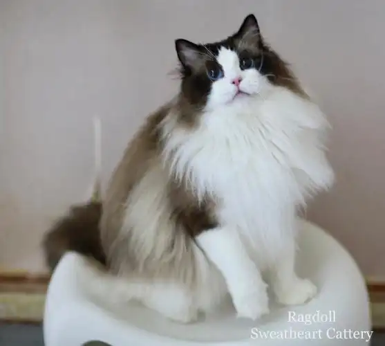 高赛级布偶猫寻找有缘人