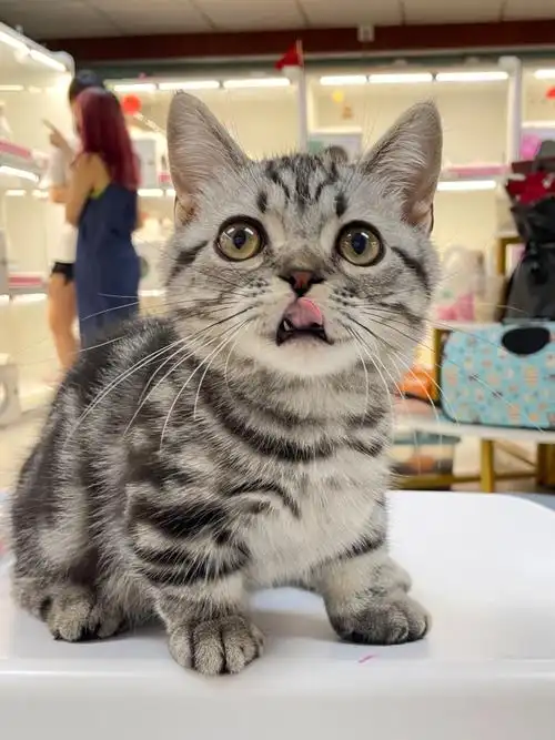 拥有法拉利底盘的虎斑给大家卖萌一个|矮脚