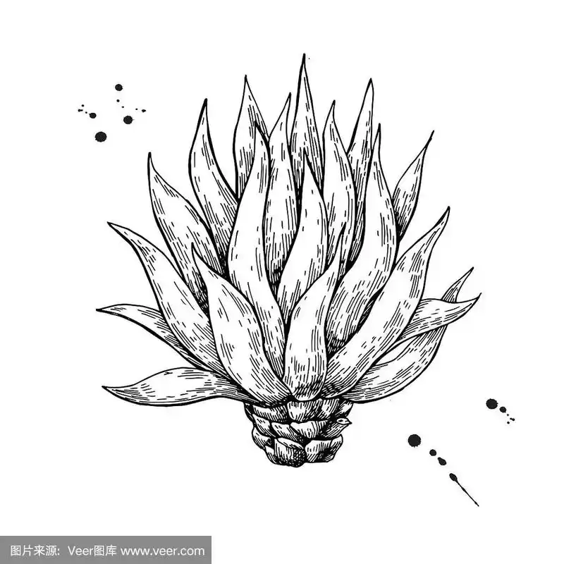 蓝色的龙舌兰.龙舌兰成分矢量绘图