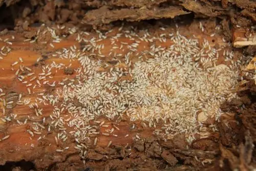 贵州绿都源有害生.