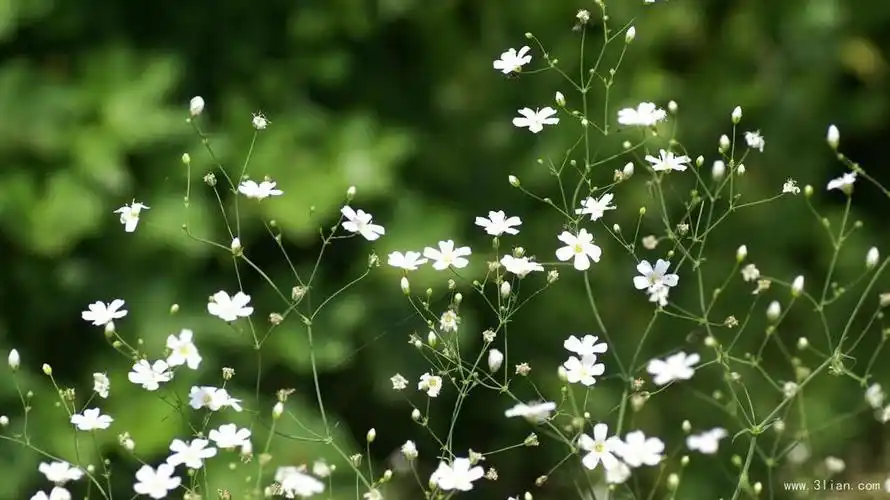 清纯满天星花海,高清壁纸图片,鲜花背景-回车桌面