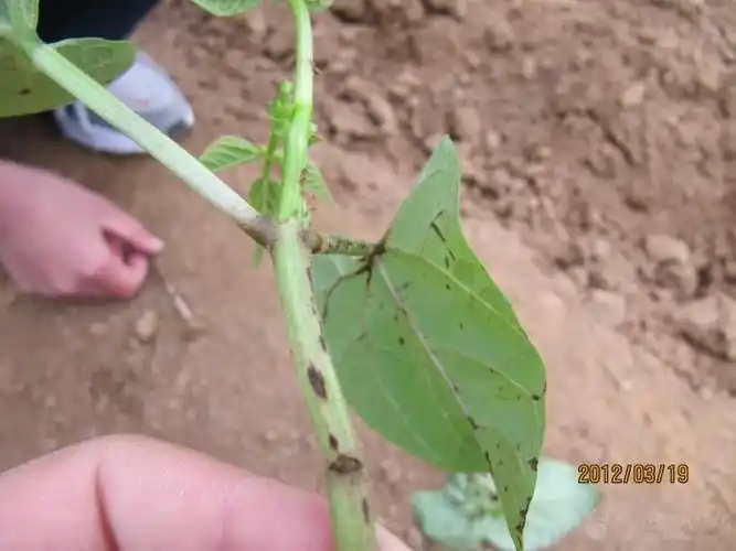芸豆发病初期有水渍状白毛后期失水变干,变褐色,主要发生在茎上,叶片