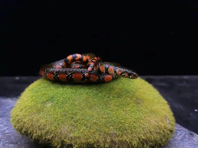 国产蛇赤链华游8x