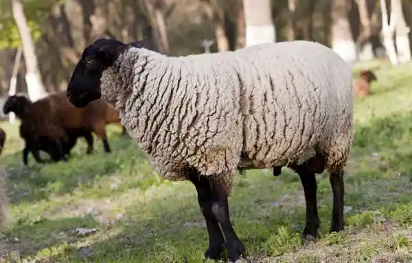 萨福克羊 物种百科:萨福克羊