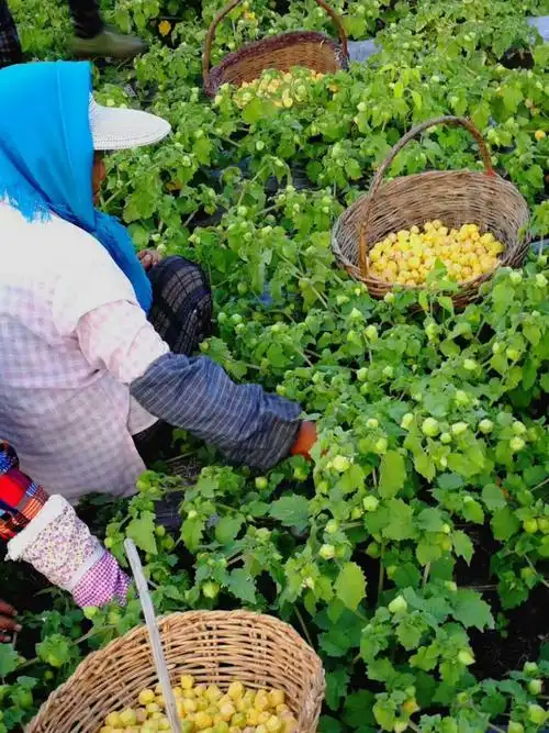 臊子面技术去哪学-面食技术转让