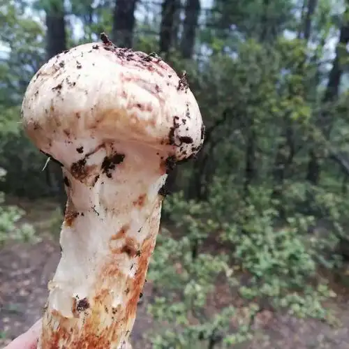 2022菌中爱马仕松茸上线