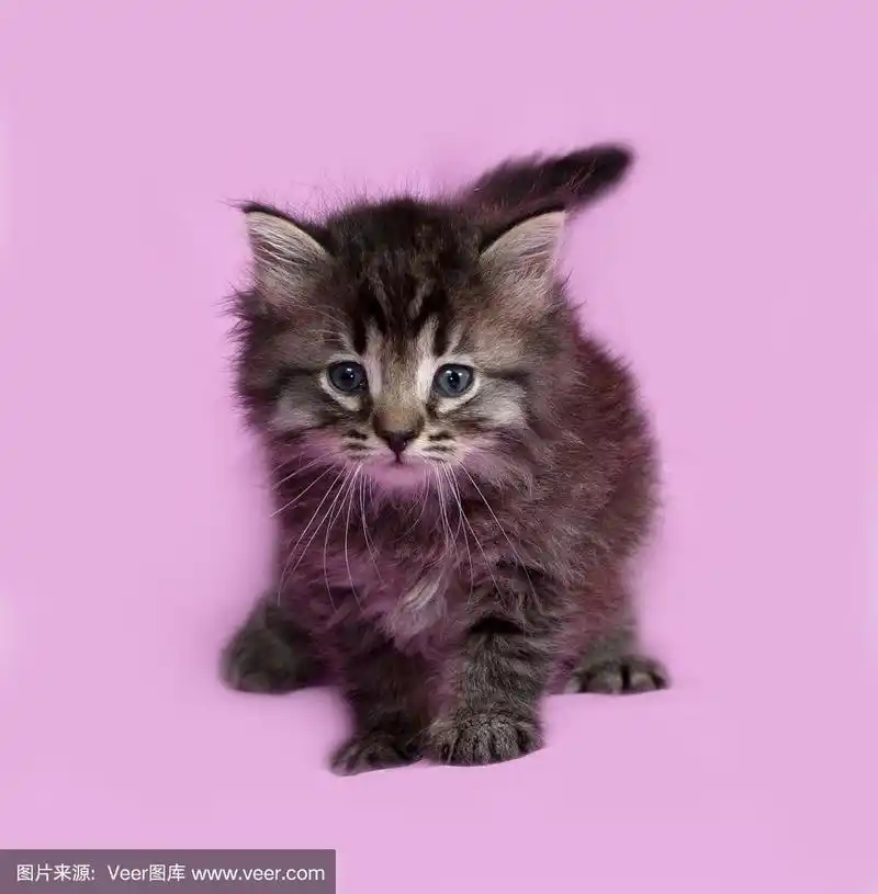 毛茸茸的西伯利亚条纹小猫站在粉红色