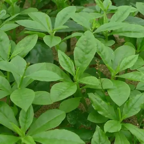 人参菜图册_百度百科