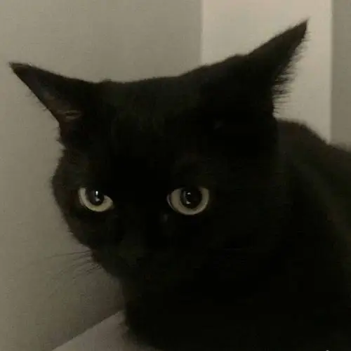 求黑猫头像黑猫永远可爱