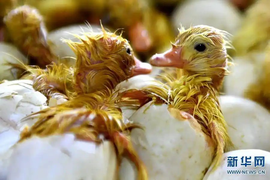 2019年12月30日,河南省夏邑县产业集聚区内的桂柳集团孵化的雏鸭.
