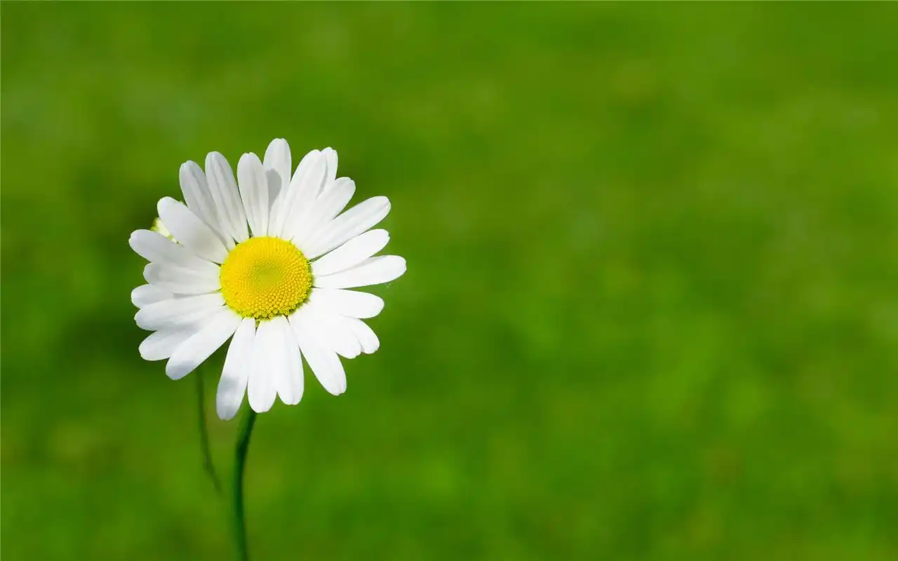 纯净的雏菊唯美高清桌面壁纸