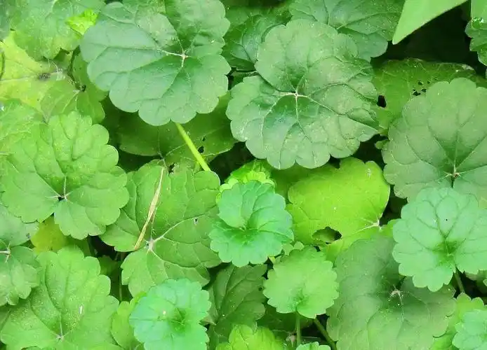 消肿活血草药(金钱草活血还是止血) - 医药经
