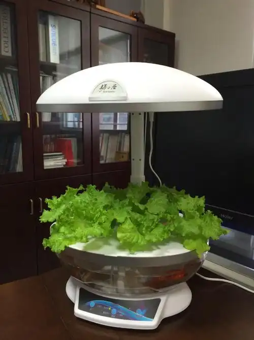 办公室养花种菜/全自动无土栽培机/智能种菜/水培养花种菜设备