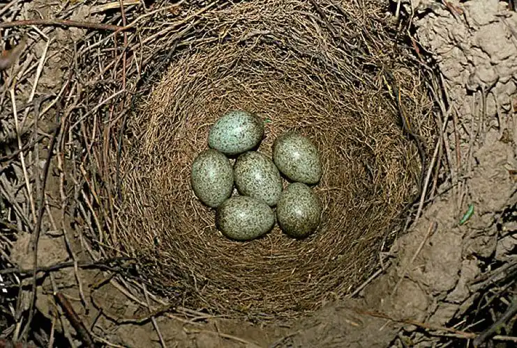 普通,喜鹊,鸟窝,蛋_高清图片_全景视觉