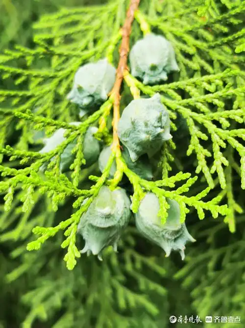 情报站翠绿如玉济南千佛山的侧柏长出糖果你知道它是啥