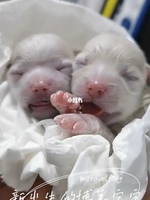 刚出生的白色博美宝宝