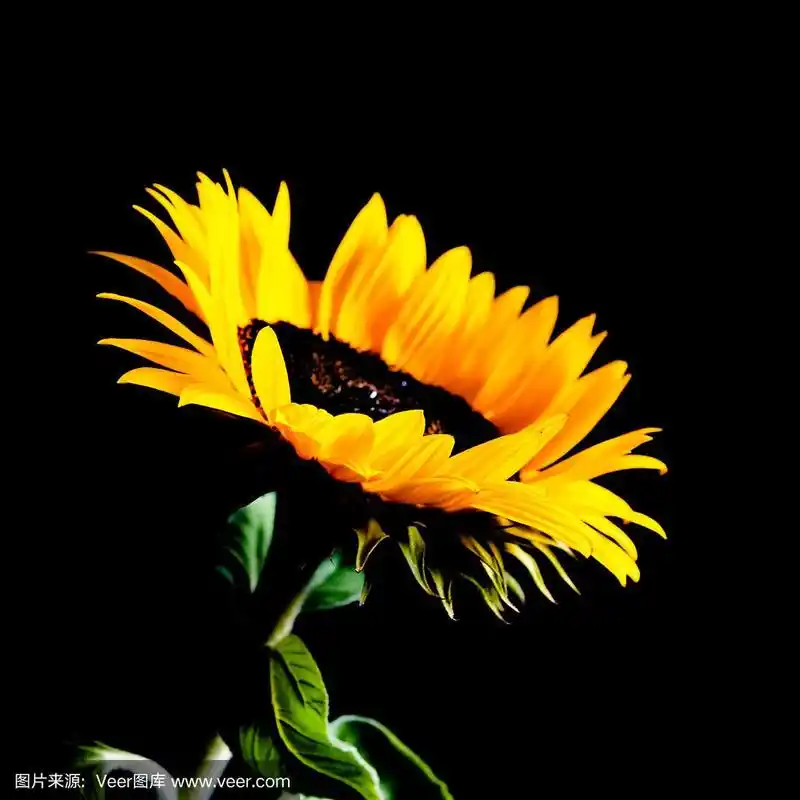 向日葵孤立在黑色背景上.低调的形象