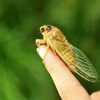 知了叫醒了夏天头像