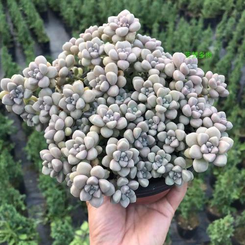 造型悬崖爆盆丸叶姬秋丽多肉老桩一物一拍绿植大颗超大好养植物