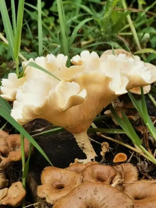 这是野生菇可食用不