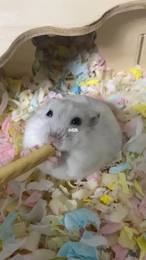 吃手指饼干的小仓鼠