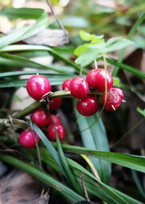 吉祥草是一种什么样的植物?
