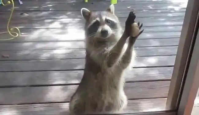 贪心小浣熊偷猫粮 用石头砸门求更多食物(组图)