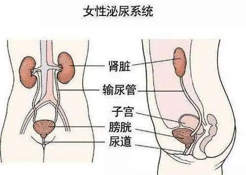 网络图   妊振期女性的尿路感染,主要是由于黄体酮分泌增加,致输