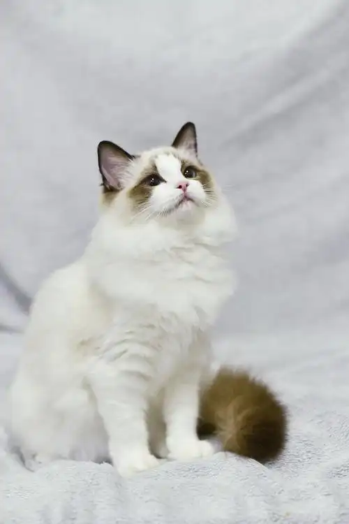 布偶猫-leah|摄影|宠物摄影|一猫爪拍死你_原创作品-站酷zcool