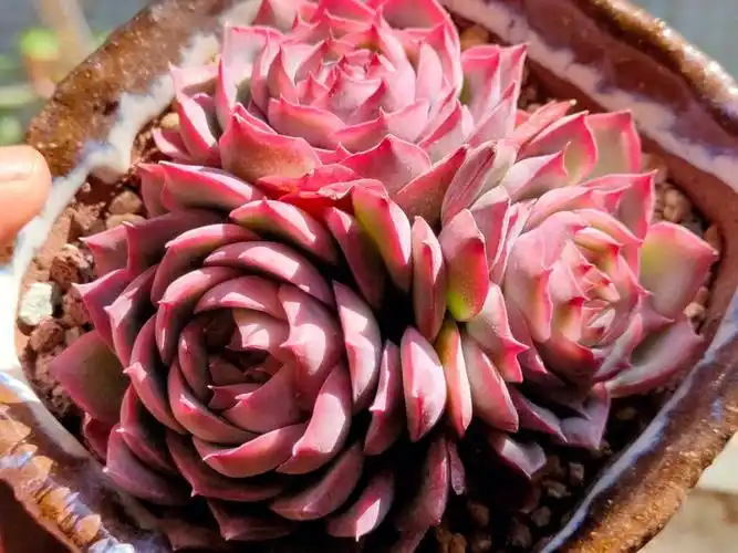 喜欢带红边的多肉就养一盆侧影好养不徒长